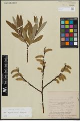 Foto von Salix appendiculata Vill. x Salix eleagnos Scop.